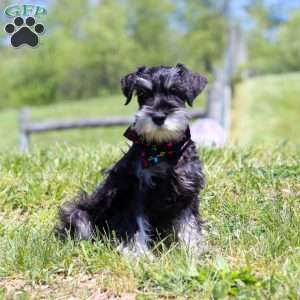 James, Miniature Schnauzer Puppy